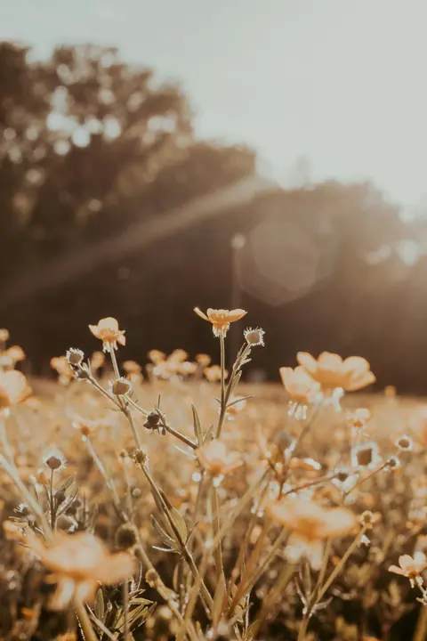 Flores de campo con luz de tarde