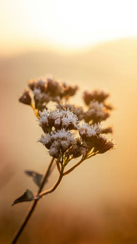 Rama con flores secas sobre un fondo cálido